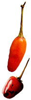 Over-Wintering Extends the Pepper Plant Season Image